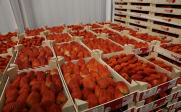 Hiszpańskie truskawki powodem walk cenowych w supermarketach. Czy słusznie? truskawka