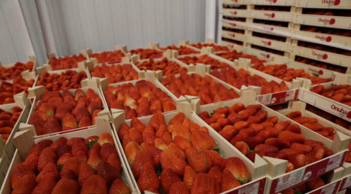 Huelva: spadek produkcji truskawek, malin i jeżyn. Borówka z rekordowym wzrostem truskawka