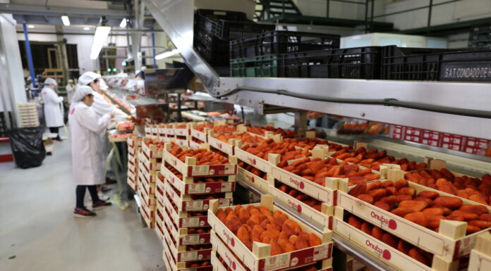 Grupy i organizacje producentów rolnych jako recepta na rozwiązanie problemów rynkowych? onubafruit