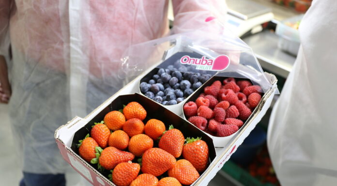 Sprzedaży hiszpańskich borówek, truskawek i malin rośnie
