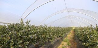 Scirtothrips aurantii – zagraża borówkom w Huelvie