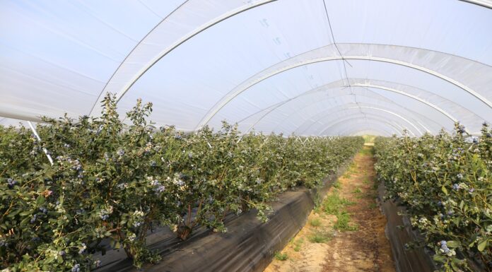 Scirtothrips aurantii – zagraża borówkom w Huelvie