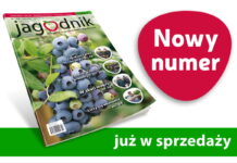 Jagodnik 2/2021 już w sprzedaży