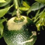 SCITAU_1529