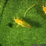 SCITCI_1530