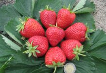 Opłacalna sprzedaż świeżych owoców