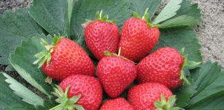 Opłacalna sprzedaż świeżych owoców