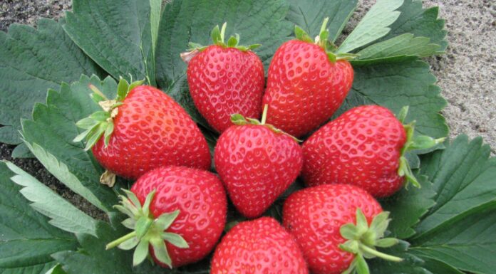 Opłacalna sprzedaż świeżych owoców