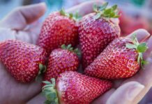 Dwie nowe odmiany truskawek z Kalifornii. Czy zastąpią odmianę ‘Portola’? Finn