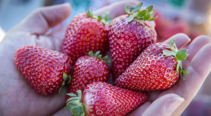 Dwie nowe odmiany truskawek z Kalifornii. Czy zastąpią odmianę ‘Portola’? Finn