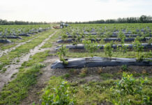 Potężna porcja wiedzy o nawożeniu borówki