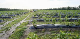 Potężna porcja wiedzy o nawożeniu borówki