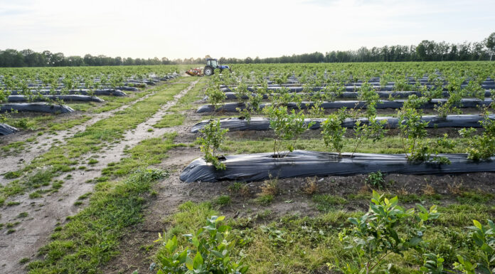 Potężna porcja wiedzy o nawożeniu borówki