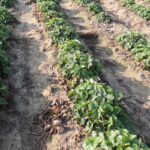 11.Rozłogi truskawki zniszczone kwasem pelargonowymjagodnik_4_21