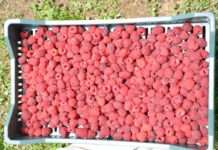 Serbskie „czerwone złoto” drogie i poszukiwane