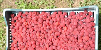 Serbskie „czerwone złoto” drogie i poszukiwane