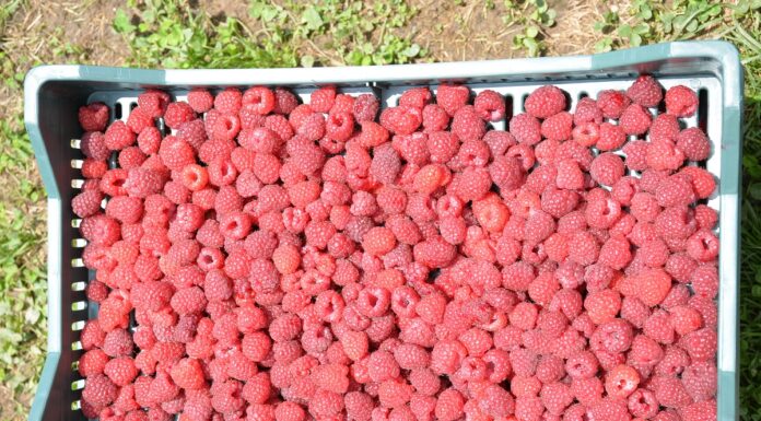 Serbskie „czerwone złoto” drogie i poszukiwane