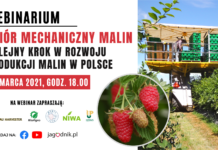 🔴NA ŻYWO: Zbiór mechaniczny malin – kolejny krok w rozwoju produkcji malin w Polsce