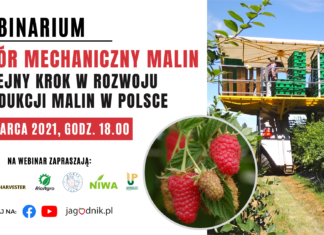 🔴NA ŻYWO: Zbiór mechaniczny malin – kolejny krok w rozwoju produkcji malin w Polsce