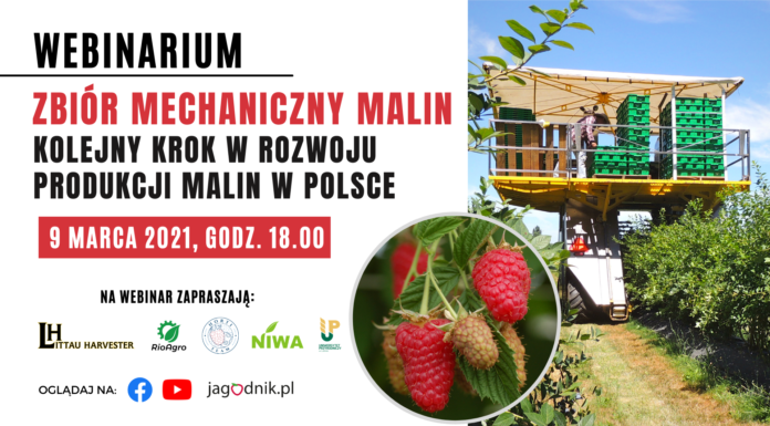 🔴NA ŻYWO: Zbiór mechaniczny malin – kolejny krok w rozwoju produkcji malin w Polsce