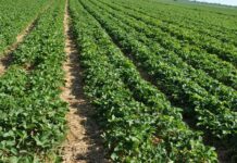 Szara pleśń w jagodowych – rozwiązanie na Scalę potrzeb scala