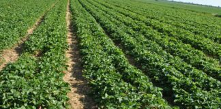 Szara pleśń w jagodowych – rozwiązanie na Scalę potrzeb scala