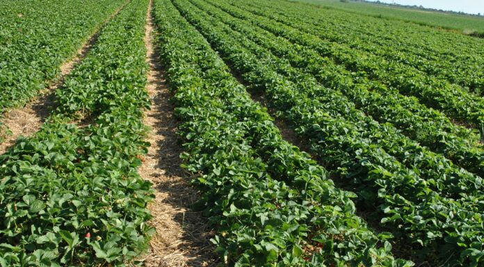 Szara pleśń w jagodowych – rozwiązanie na Scalę potrzeb scala