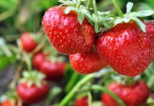 Mączniak prawdziwy truskawki. Co robić?