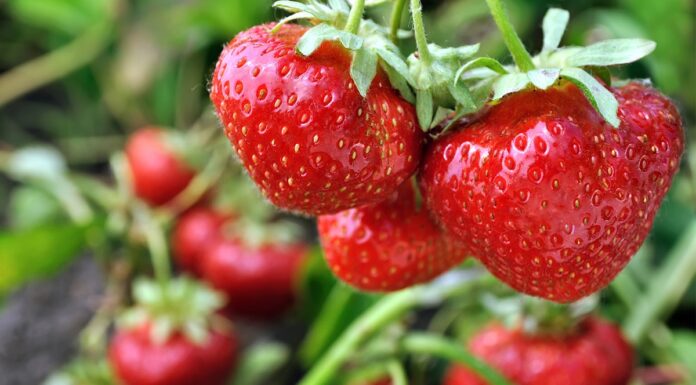 Mączniak prawdziwy truskawki. Co robić?