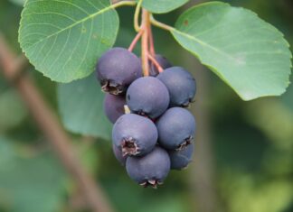 Nowa świdośliwa ‘Amela’ dostępna dla szkółkarzy i plantatorów