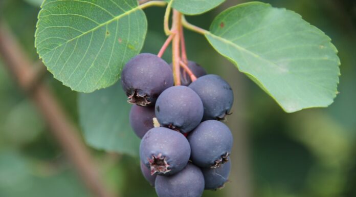 Nowa świdośliwa ‘Amela’ dostępna dla szkółkarzy i plantatorów