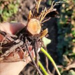 Garndarosa – lekkie uszkodzenia