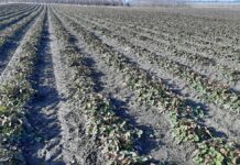 Metoda mapowania pól i badania laboratoryjne gleby – o co w tym chodzi?