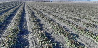 Metoda mapowania pól i badania laboratoryjne gleby – o co w tym chodzi?