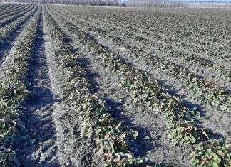 Metoda mapowania pól i badania laboratoryjne gleby – o co w tym chodzi?