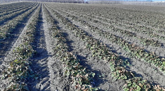 Skuteczne stosowanie herbicydów w uprawie truskawek