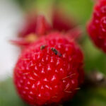 Benzoesan emamektyny – brzmi tajemniczo, ale może uratować plony