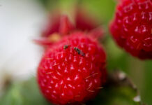 Benzoesan emamektyny – brzmi tajemniczo, ale może uratować plony