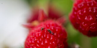 Benzoesan emamektyny – brzmi tajemniczo, ale może uratować plony