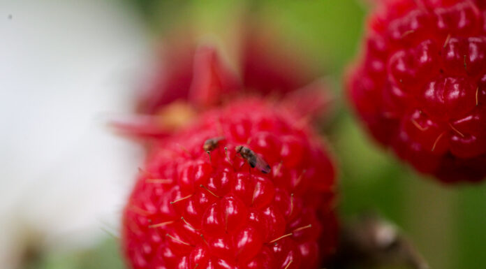 Benzoesan emamektyny – brzmi tajemniczo, ale może uratować plony