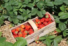 Siedem filarów produktowych w dochodowej uprawie truskawek