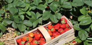 Siedem filarów produktowych w dochodowej uprawie truskawek