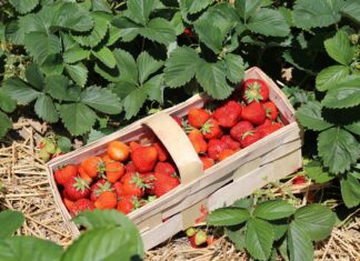 Siedem filarów produktowych w dochodowej uprawie truskawek