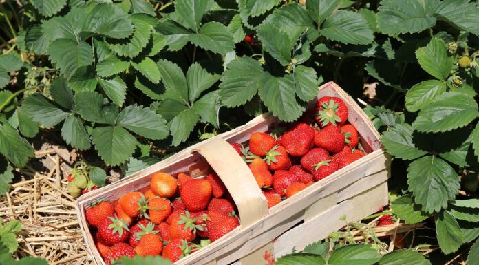 Siedem filarów produktowych w dochodowej uprawie truskawek