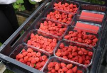 Dwie odmiany malin z BerryWorld z nagrodą Taste Institute Awards 2021