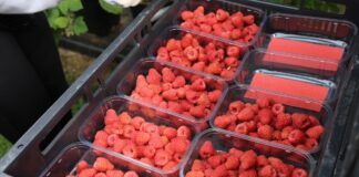 Dwie odmiany malin z BerryWorld z nagrodą Taste Institute Awards 2021