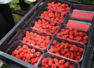 Dwie odmiany malin z BerryWorld z nagrodą Taste Institute Awards 2021