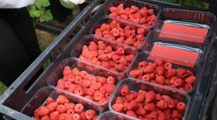 Dwie odmiany malin z BerryWorld z nagrodą Taste Institute Awards 2021