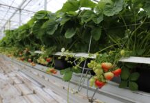 Ceny belgijskich truskawek utrzymują się na dobrym poziomie truskawka