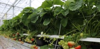 Ceny belgijskich truskawek utrzymują się na dobrym poziomie truskawka